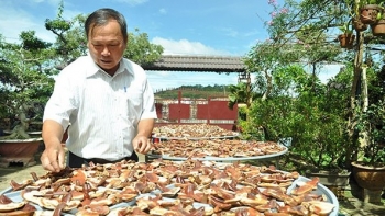 Nấm linh chi đỏ quý cỡ nào mà trồng 300m2 có thu nhập tiền tỷ