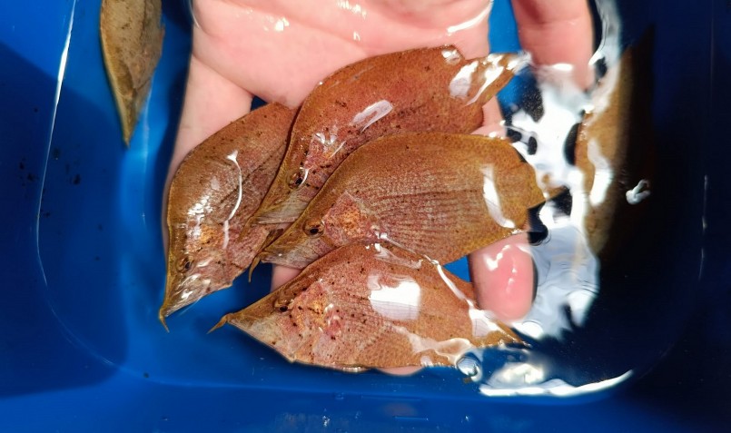 Những con cá hình chiếc lá được anh Nguyễn Đại bán với giá hàng triệu đồng mỗi con.