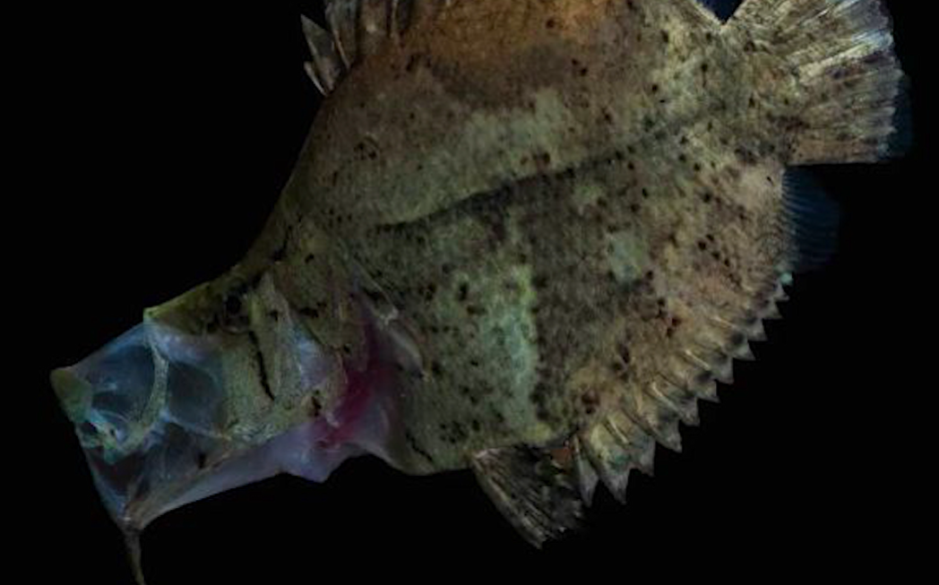 Khi gặp con mồi, cá hình chiếc lá bộ lộ bản năng sát thủ.