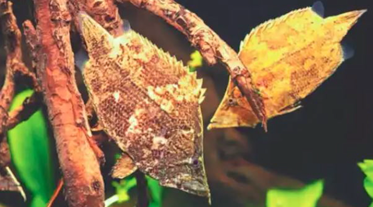 Loài cá kiểng đang gây sốt với hình dáng như chiếc lá.