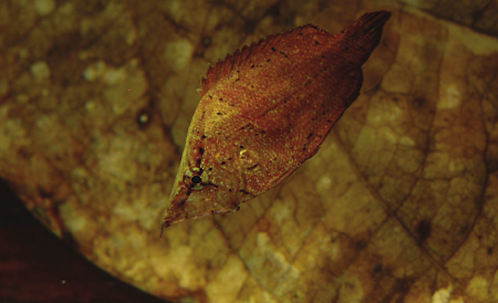 Cá hình chiếc lá là dòng cá nước ngọt, chúng rất ưa nước sạch và tĩnh.