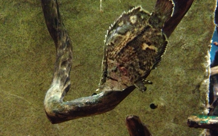 Cá hình chiếc lá có kỹ năng ngụy trang rất đặc biệt.