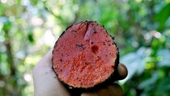 Đem củ dại vỏ ngoài đen xì, bên trong đỏ thẫm về làm nộm với thịt lợn rừng cho ra đặc sản cực ngon, cực lạ