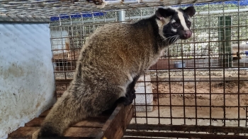 Nuôi lợn thua lỗ chuyển hướng nuôi chồn hương, cầy vòi mốc thu lãi 300 triệu/năm