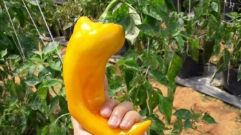 Loại ớt to bằng cổ tay, ăn không cay mà có vị ngọt đang hot rần rần trên chợ mạng, giá 250.000 đồng/kg vẫn cháy hàng