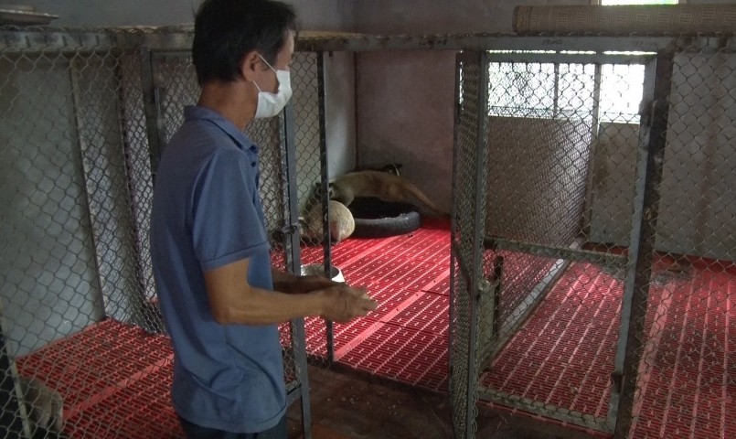 Hiện tại gia đình ông nuôi 130 con cầy vòi mốc, cầy hương bố mẹ và cầy con. 