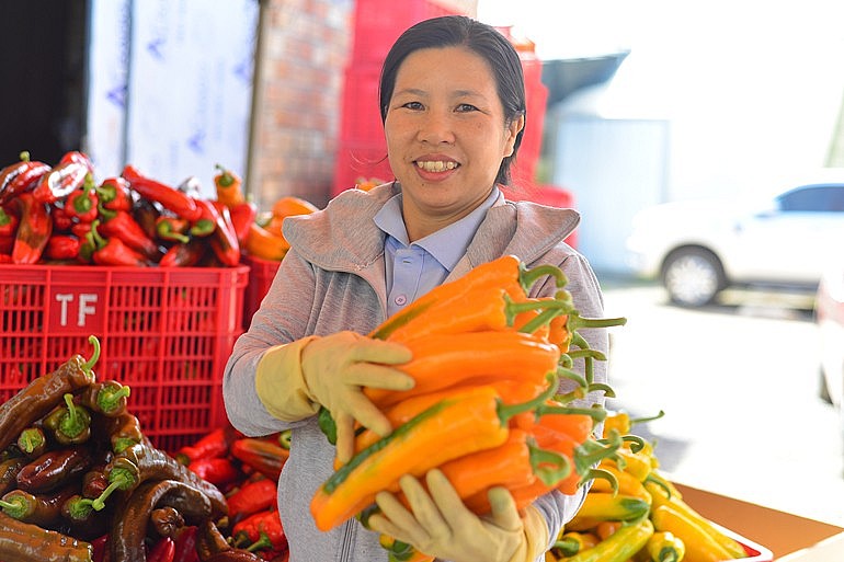 Gia đình ông Thuỷ thu hoạch ớt Gia đình ông Thuỷ thu hoạch ớt
