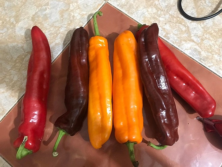 ớt màu socola lên tới 250.000 đồng/kg vẫn khó mua ớt màu socola lên tới 250.000 đồng/kg vẫn khó mua