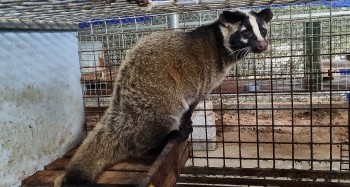 Nuôi lợn thua lỗ chuyển hướng nuôi chồn hương, cầy vòi mốc thu lãi 300 triệu/năm