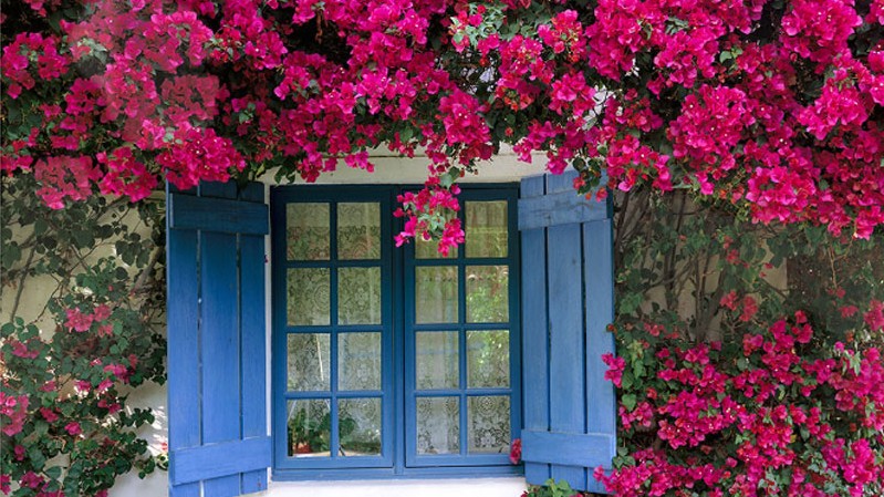 Nhưng sai lầm khi trồng hoa giấy, cứ 10 người thì 9 người làm sai, chẳng trách cây không ra hoa