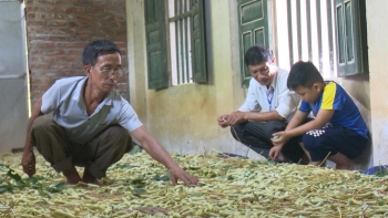 Dùng lá sắn nuôi loài nhung nhúc tốt hơn cả sâm nhung, mỗi năm thu gần nửa tỷ