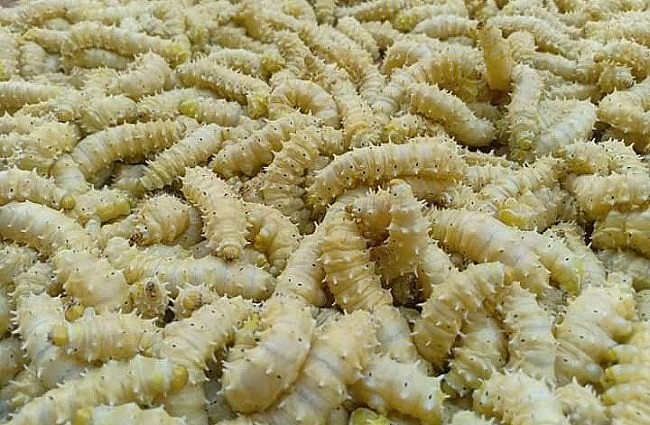 Tuy có vẻ bề ngoài khá đáng sợ với chi chít chân và gai nhưng tằm lá sắn được quảng cáo như một loại thực phẩm “đại bổ như sâm” .