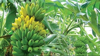 Nông dân thủ đô thuê đất bãi trồng chuối lãi 1,5 tỷ đồng mỗi năm