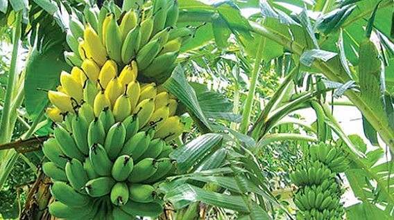 Anh Sài Văn Triệu thuê được 70ha đất bãi để trồng chuối và cho hiệu quả kinh tế cao.