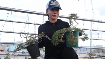 Kiều nữ 9X biến cây hoa thời gian thành nghìn chậu bonsai trên mái tôn