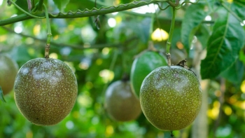 Thứ quả có cơ man nào là hạt được mệnh danh "vua vitamin C", đem pha nước kiểu này uống cạn ly