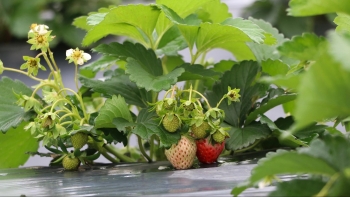 Biến bãi bồi sông Lam thành thủ phủ quả quý tộc đỏ rực như Đà Lạt thu nhỏ