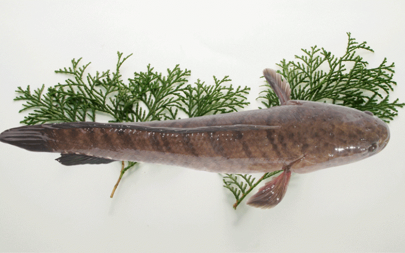 Cá lóc chứa hàm lượng cao các axit amin và axit béo Cá lóc chứa hàm lượng cao các axit amin và axit béo