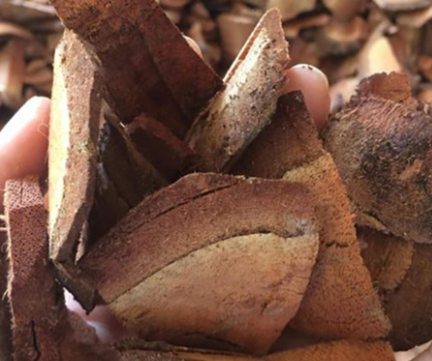 Dân gian cũng thường dùng vỏ thân, vỏ rễ làm thuốc bổ, kích thích tiêu hoá, giảm đau