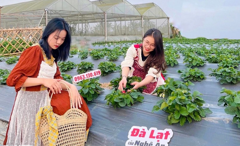 Kết hợp bán thương phẩm và du lịch canh nông đang đưa lại giá trị kinh tế lớn cho vườn dâu của chàng trai 9X. Kết hợp bán thương phẩm và du lịch canh nông đang đưa lại giá trị kinh tế lớn cho vườn dâu của chàng trai 9X.