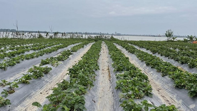 Dọc vùng bãi bồi ven sông Lam đoạn qua xã Hưng Thành, huyện Hưng Nguyên (Nghệ An) có một vườn dâu tây đang độ thu hoạch, quả chín mọng khiến khung cảnh như Đà Lạt ngay giữa Nghệ An. Dọc vùng bãi bồi ven sông Lam đoạn qua xã Hưng Thành, huyện Hưng Nguyên (Nghệ An) có một vườn dâu tây đang độ thu hoạch, quả chín mọng khiến khung cảnh như Đà Lạt ngay giữa Nghệ An.