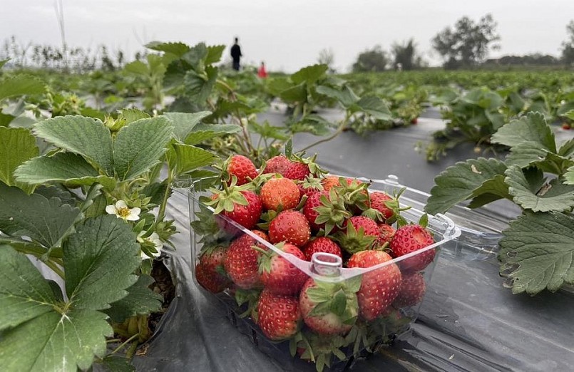 Cây dâu tây phát triển tốt và ra quả đều. Cây dâu tây phát triển tốt và ra quả đều.