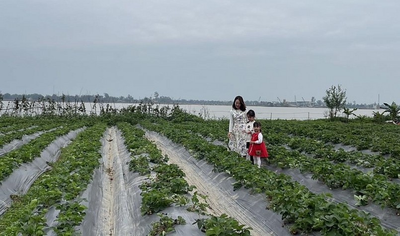 Nhiều người chọn mua vé vào vườn dâu tây. Nhiều người chọn mua vé vào vườn dâu tây.