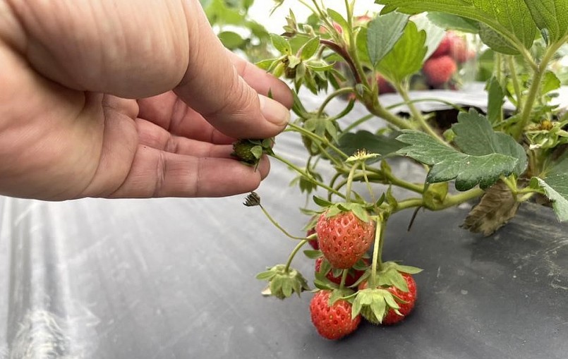 Những chùm dâu tây căng mọng. Những chùm dâu tây căng mọng.