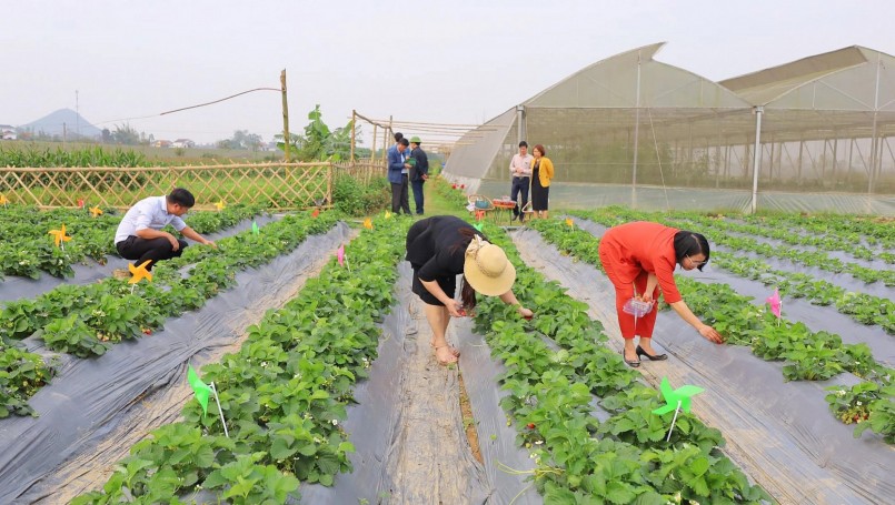 Vừa trồng vừa mày mò tìm hiểu, anh Sơn cũng khống chế được sâu bệnh để cây phát triển tốt và ra quả đều. Vừa trồng vừa mày mò tìm hiểu, anh Sơn cũng khống chế được sâu bệnh để cây phát triển tốt và ra quả đều.