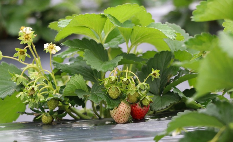 Vườn dâu tây bắt đầu cho trái ngọt trên bãi bồi sông Lam. Vườn dâu tây bắt đầu cho trái ngọt trên bãi bồi sông Lam.