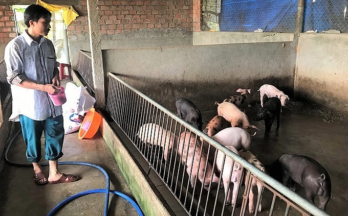 Giá heo hơi hôm nay (08/3) bất động quanh mức 47.000 đến 52.000 đồng/kg. 