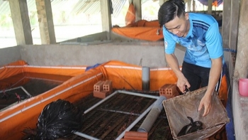 Nuôi la liệt con đặc sản trong bể bạt, không mất công chăm, vớt lên bán 200.000 đồng/kg người nuôi bỏ túi trăm triệu