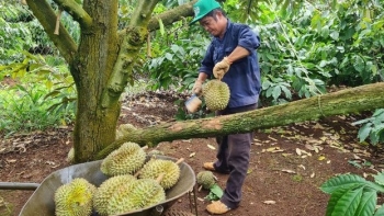 Sầu riêng Việt chưa tới 200 nghìn/kg đã lập đỉnh, sầu riêng Malaysia 23 triệu đồng/trái khủng cỡ nào?