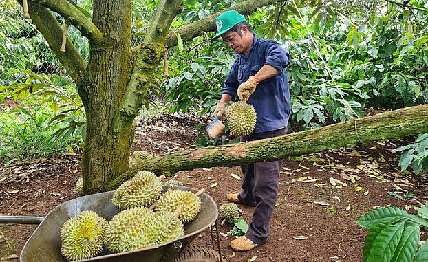Sầu riêng Việt Nam đang trên đường tạo dựng thương hiệu.
