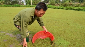 Siêu thực vật sắp tuyệt chủng và bí quyết kiếm trăm triệu từ nuôi bèo hoa dâu làm dược liệu