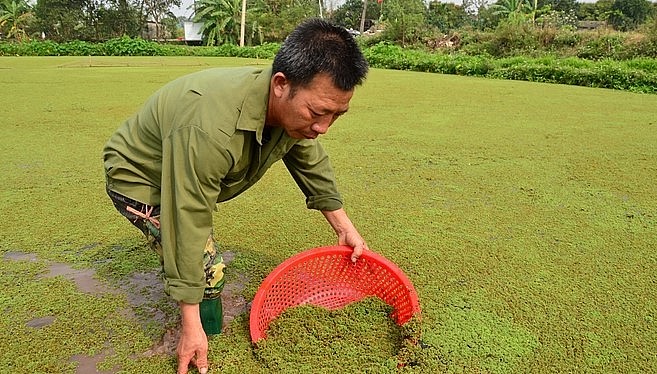 Thu hoạch bèo hoa dâu. (Ảnh: Dương Đình Tường).