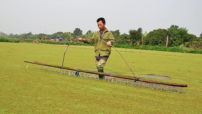 Anh Nguyễn Đức Dụ đang dập bèo cho cánh tan ra, nhanh đẻ. (Ảnh: Dương Đình Tường).