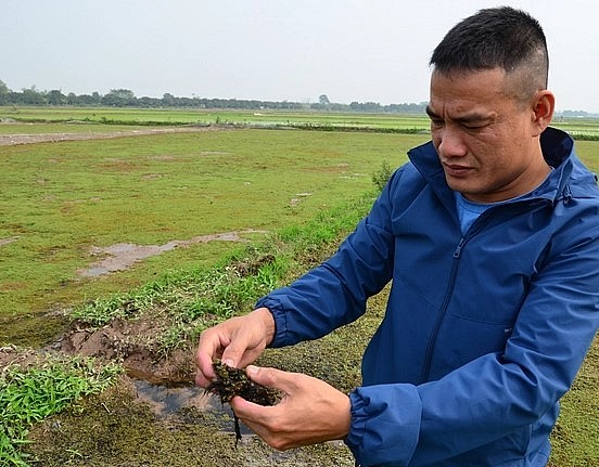 Thạc sĩ Đỗ Văn Hùng đang xem xét tình trạng bèo bị thối rễ. (Ảnh: Dương Đình Tường).