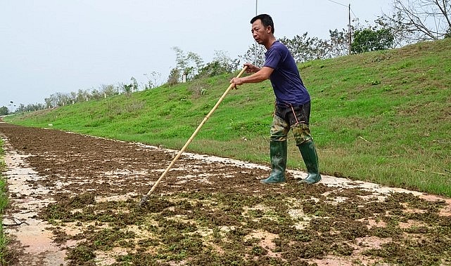 Anh Nguyễn Đức Dụ phơi bèo làm dược liệu. (Ảnh: Dương Đình Tường).