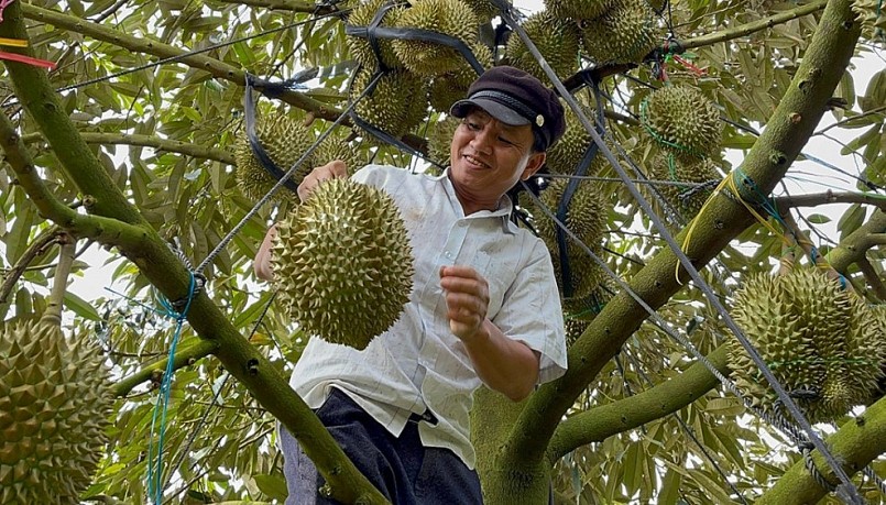 Việt Nam cần phát huy lợi thế để nâng tầm trái sầu riêng bằng chất lượng và thương hiệu.