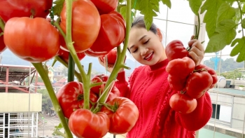 Choáng với vườn rau sân thượng của mẹ trẻ phố núi, nhiều loại hơn cả siêu thị