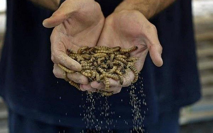 Tiềm năng sử dụng côn trùng làm thức ăn chăn nuôi