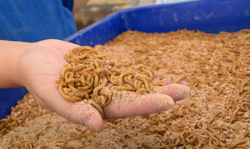 Tiềm năng sử dụng côn trùng làm thức ăn chăn nuôi
