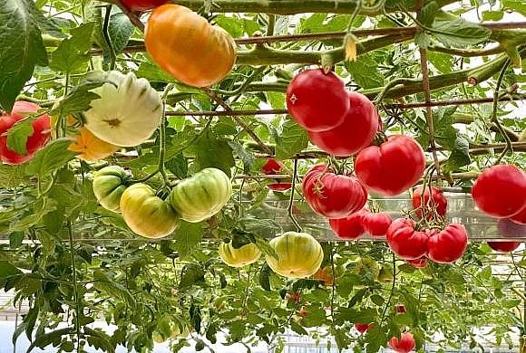 Choáng với vườn rau sân thượng của mẹ trẻ phố núi, nhiều loại hơn cả siêu thị.