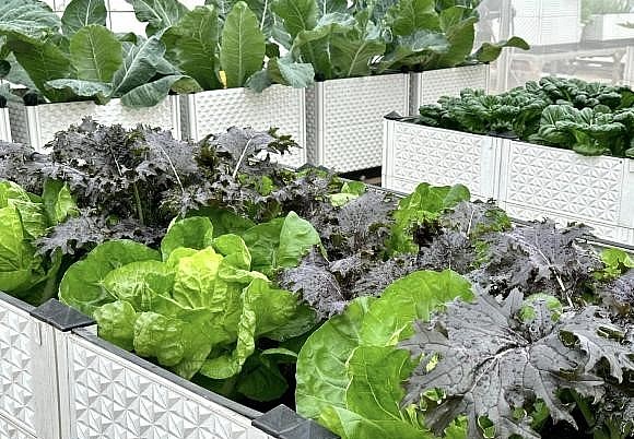 Khu vườn sân thượng với đủ loại rau xanh.