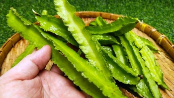 Loại quả tua tủa răng cưa lại giàu canxi hơn cả sữa, ăn sống hay chín đều tốt, đem xào thịt bò thơm ngon nút lưỡi