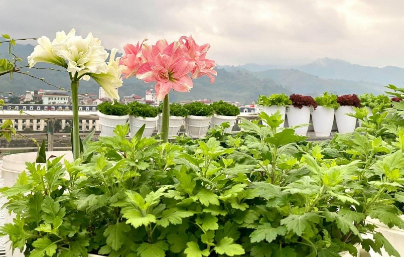 Khu vườn xanh mướt rau và cả những khóm hoa.