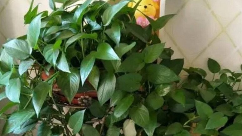 Trồng trầu bà xanh đừng chỉ tưới nước, làm tốt 4 việc này cành mập mạp, lá xanh như bôi mỡ