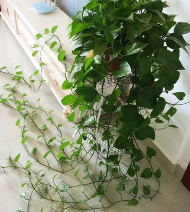 Trồng trầu bà xanh đừng chỉ tưới nước, làm tốt 4 việc này cành mập mạp, lá xanh như bôi mỡ Trồng trầu bà xanh đừng chỉ tưới nước, làm tốt 4 việc này cành mập mạp, lá xanh như bôi mỡ