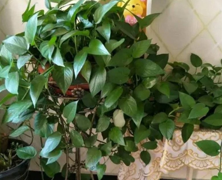 Trồng trầu bà xanh đừng chỉ tưới nước, làm tốt 4 việc này cành mập mạp, lá xanh như bôi mỡ Trồng trầu bà xanh đừng chỉ tưới nước, làm tốt 4 việc này cành mập mạp, lá xanh như bôi mỡ